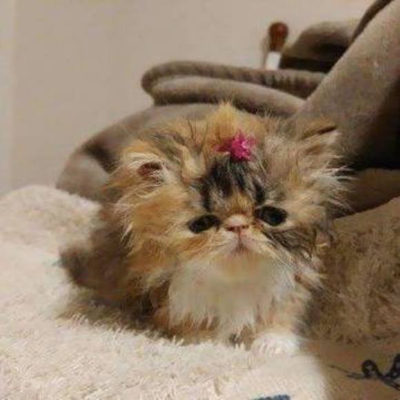 Meet your Posher, Deborah - Picture 1 of 1